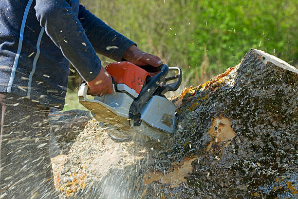 Emergency Storm Tree Removal in Gleed, WA